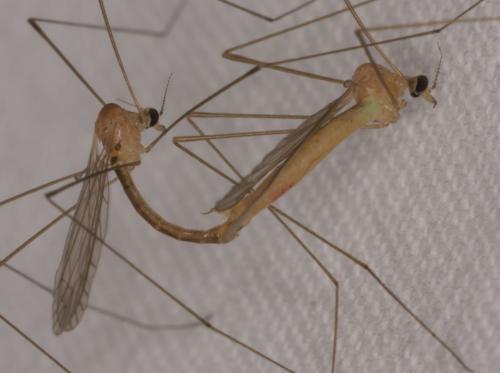 Dicranomyia modesta